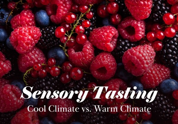 [10/13] Sensory Tasting - Cool Climate vs. Warm Climate